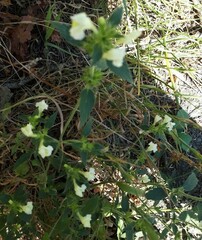 Galeopsis segetum