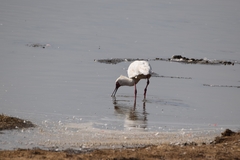 Platalea alba