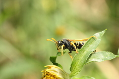 Polistes dominula