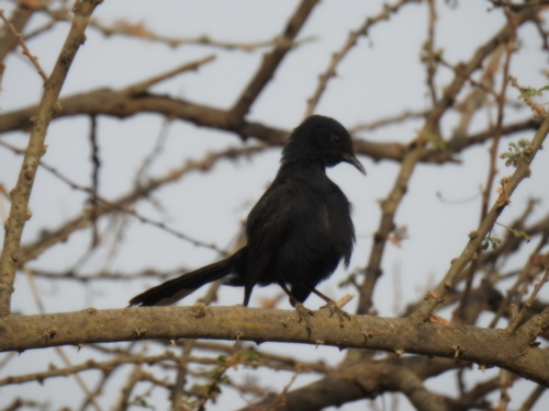 Black Scrub-Robin