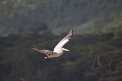 Pelecanus rufescens