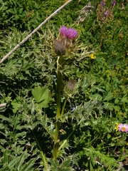 Cirsium pugnax