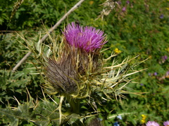 Cirsium pugnax