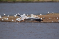 Pelecanus rufescens
