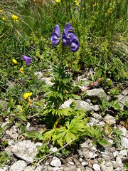 Aconitum nasutum
