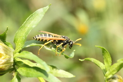 Polistes dominula