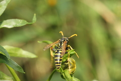 Polistes dominula