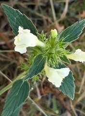 Galeopsis segetum
