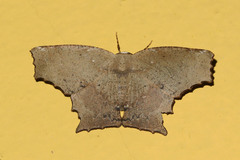 Eutomopepla discuneata