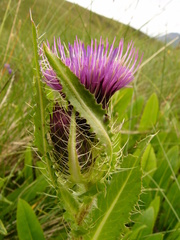 Cirsium simplex