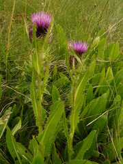 Cirsium simplex