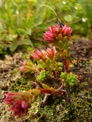 Sedum tenellum