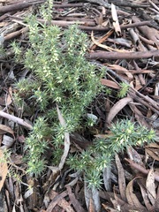 Melichrus urceolatus