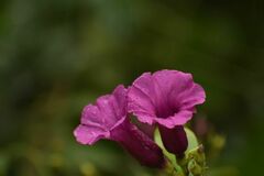 Ipomoea pedicellaris