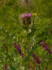 Cirsium pugnax