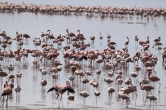 Phoenicopterus roseus