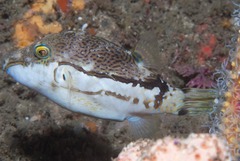 Canthigaster rivulata
