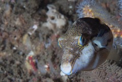 Canthigaster rivulata