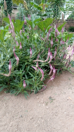 Celosia argentea image