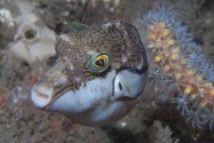 Canthigaster rivulata