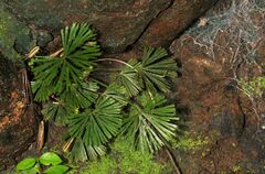 Actiniopteris radiata