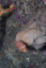 Madagascar Wrasse photo 3