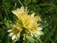 Gentiana burseri burseri