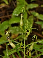 Ceropegia noorjahaniae