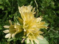 Gentiana burseri burseri
