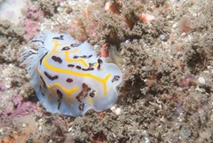 Halgerda dichromis