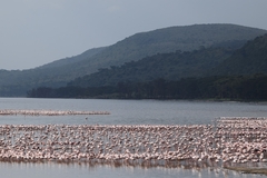Phoenicopterus roseus