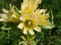 Gentiana burseri burseri