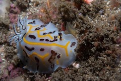 Halgerda dichromis
