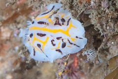 Halgerda dichromis
