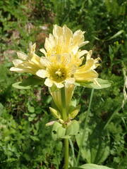 Gentiana burseri burseri