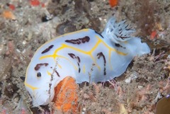 Halgerda dichromis