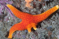 Fromia schultzei