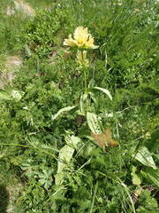 Gentiana burseri burseri