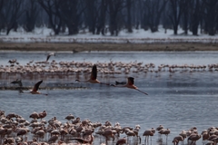 Phoenicopterus roseus