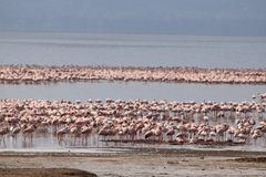Phoenicopterus roseus