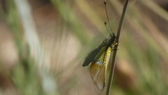 Libelloides baeticus