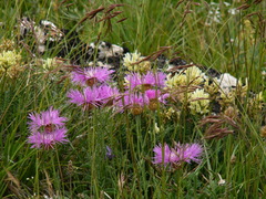 Psephellus caucasicus