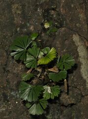 Actiniopteris radiata