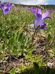 Campanula tridentata