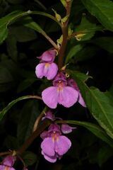 Impatiens rosea