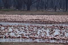 Phoenicopterus roseus