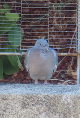 Columba palumbus