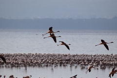 Phoenicopterus roseus