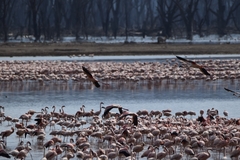 Phoenicopterus roseus