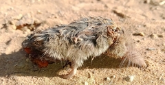 Crocidura